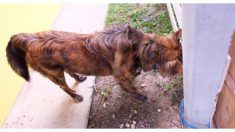 ¡Cuidado! Si tu mascota golpea su cabeza contra la pared es posible que algo grave le esté sucediendo