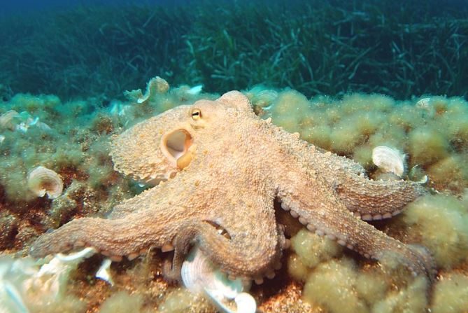 Pulpo octopus vulgaris. (Wikimedia)