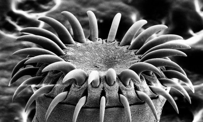 Imagen de microscopio electrónico de la cabeza de una tenia. ("Tenia SEM" por Mogana Das Murtey y Patchamuthu Ramasamy[CC BY-SA 3.0 (ept.ms/2Bw5evC)])