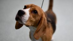 Sacrificarán 36 beagles tras someterlos a ensayos con pesticidas