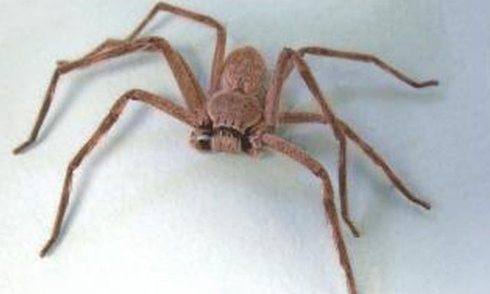 Araña huntsman (agric.wa.gov.au)