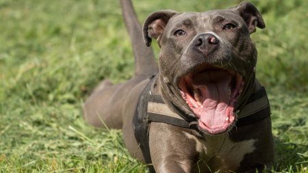 Ataron su hocico para que no ladre y sufrió una aberración. Ahora es símbolo contra la crueldad animal