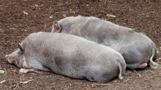 Gobernador colombiano denuncia que bandas alimentan cerdos con restos humanos