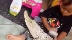 Niña de Indonesia cepilla dientes de un cocodrilo y juega con él como si fuera un muñeco