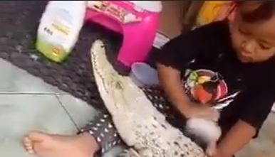 Pese a que está prohibido por las autoridades criar animales salvajes en un hogar, esta pequeña aparece en varios vídeos haciendo mimos a un cocodrilo como si fuera una mascota. (Captura de vídeo)