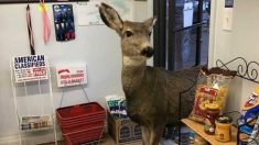 Dueña echa a una mamá ciervo de su tienda, pero esta regresa con una sorpresa