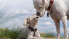Anciano perro ciego tiene su propio “perro guía” y es su mejor amigo
