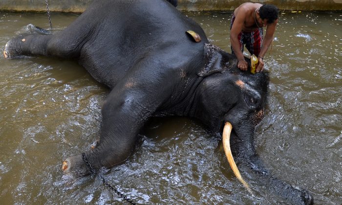 Un mahout lava un elefante en Colombo, Sri Lanka, el 9 de agosto de 2018. (Lakruwan WanniarachiI/AFP/Getty Images)