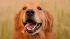 Golden retriever sorprende a sus dueños con cachorros que parecen “vaquitas”