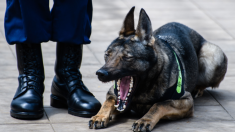 China clona a un perro policía y plantea problemas éticos