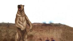 Científicos encuentran fósiles de un oso gigante que vivió hace 700 mil años en Sudamérica