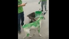Pintan de verde un perro para su campaña política y son reprochados por maltrato animal