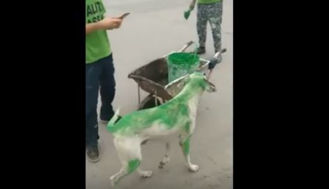 Políticos peronistas pintan de verde un perro de la calle para su campaña política. (Captura de vídeo)