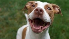 La sonrisa de este perro casi le vale un arresto y su «delito» se volvió viral en las redes