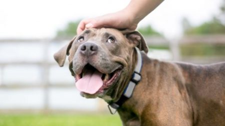 Pitbull maltratado pierde una pata y encuentra a un nuevo dueño sin antebrazo que lo ama de verdad