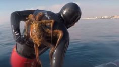 Buzo de Nápoles sale del mar con un pulpo pegado a su espalda y lucha por sacárselo