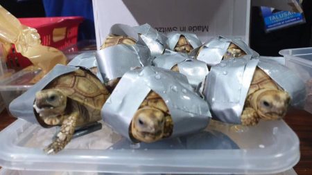 Encuentran 1529 tortugas envueltas con cintas dentro de maletas abandonadas en un aeropuerto de Manila