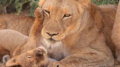 ¡Esta leona lleva una cría de antílope en su boca! Lo que hace por instinto es algo impresionante