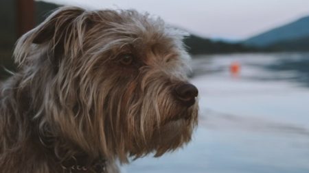 Esta mamá canina con hambre se lleva una porción de pizza de pepperoni y logra salvar a sus 6 cachorros