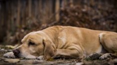 Rescatista le promete a una perrita fallecida salvar a sus tres cachorros y nada lo detendrá