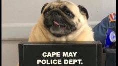 La foto policial de un perrito «detenido» por huir de casa es una sensación en las redes