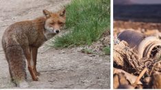 La estremecedora escena de un lobo atascado en un recipiente plástico deja una profunda lección