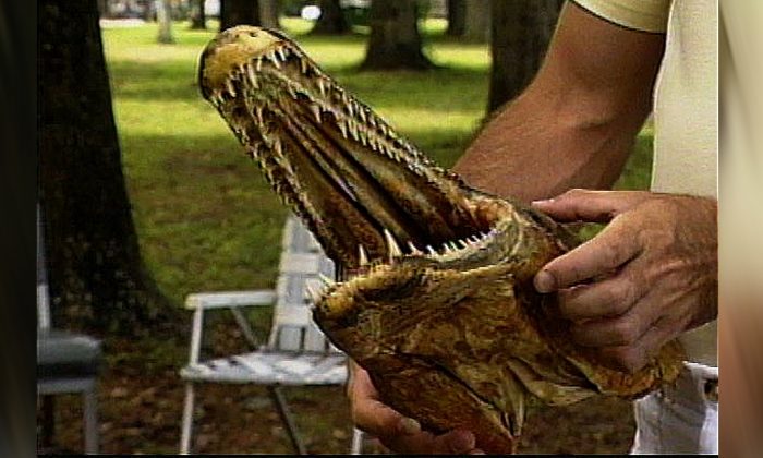 Exhibición preservada de una cabeza de pez cocodrilo. (Betty Wills/Wikimedia Commons)