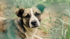 Nadie quería a este perro viejo y enfermo, pero una mujer decide cambiarle la vida para siempre