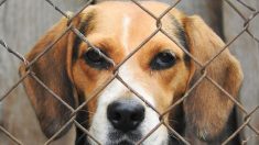 9 perros rescatados de un laboratorio científico huelen y sienten el pasto fresco por primera vez