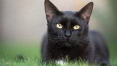 Gatita cansada que su dueño rechace sus ofrendes de animales, ¡encontró el regalo perfecto!