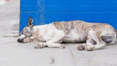 Cachorro en su lecho de muerte tiene una increíble transformación que te llenará de esperanza