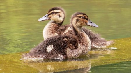 Niños rescatan a dos patitos y los llevan a un refugio, no sin antes enviarles una tierna carta