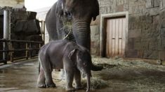 Bebé elefante rescatado de un ataque agradece a sus cuidadores de la forma más dulce