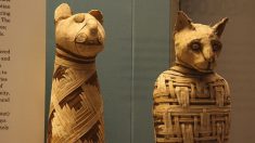 7 millones de animales momificados revela los espeluznantes ritos del antiguo Egipto