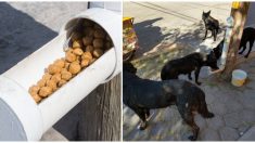 Ciudad mexicana ayuda a sus 300.000 perros callejeros colocando dispensadores de alimento para todos