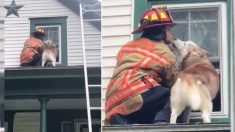 Perro le agradece a un bombero con el beso más tierno después que lo rescata del techo de su casa
