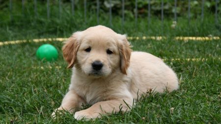 Se puso en 4 patas para animar a su cachorro a bajar la escalera y las redes no contienen la emoción