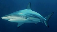 Un vídeo muestra 1000 tiburones de aleta negra frente a la costa de Florida