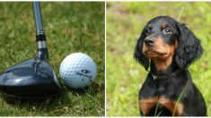 Perrito se traga 5 pelotas de golf pero sus dueños no lo sabían hasta que los rayos X lo revelan