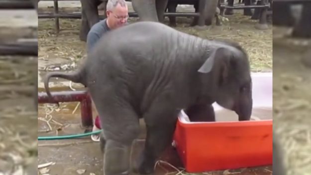 Video: Los primos de Dumbo solo quieren divertirse y hacer reír a los humanos con sus travesuras