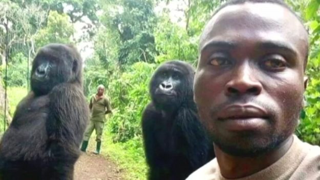 Guardabosque del Congo describió cómo tomó la selfie con los 2 gorilas que se hizo viral