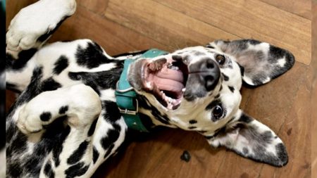 Perro herido se enoja y muestra los dientes al veterinario, hasta que se pone un traje de ratón