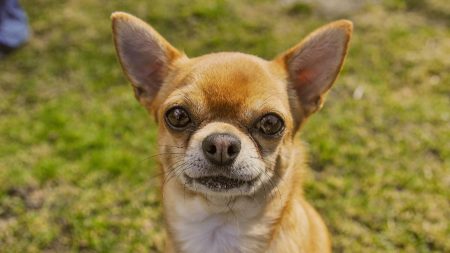 La tiraron al cubo de basura como si fuese un desecho pero se hizo viral y miles la quieren adoptar