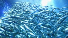 Comer pescado hoy en día conlleva tomar antidepresivos, antibióticos y crema solar, según un estudio