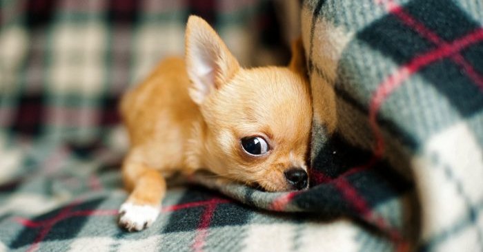 Foto de un cachorro chihuahua (kpgolfpro/Pixabay)