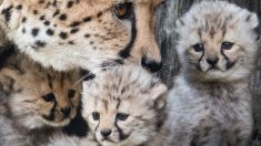 Zoológico celebra el nacimiento de 7 cachorritos de guepardo. ¡Solo sucede en el 1% de los casos!