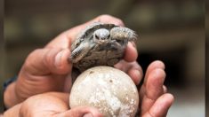 Alegría en Galápagos: prosperaran tortugas bebés después de un siglo de ausencia en isla Pinzón