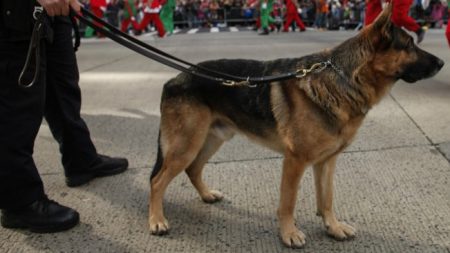 Se recupera perro policía alcanzado por 200 púas de puercoespín cuando perseguía a un sospechoso