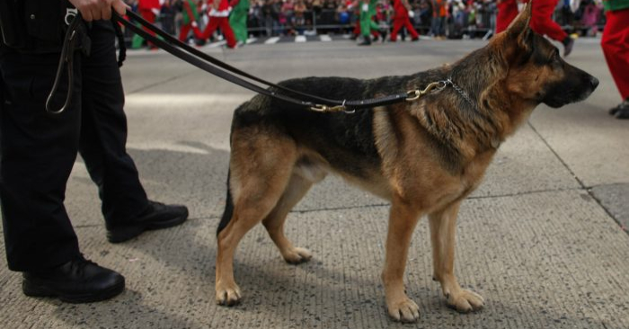 Foto ilustrativa de un perro policía. Kena Betancur/Getty Images.