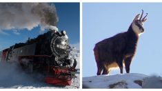 Hombres ven que la nieve entierra algo cuando pasa el tren. Luego empiezan a cavar para salvar su vida